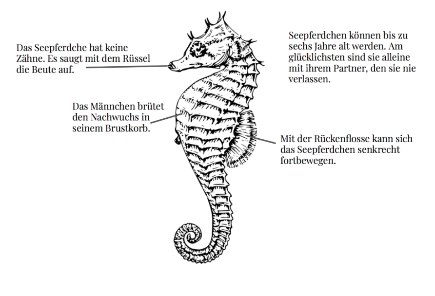 Das Seepferdchen