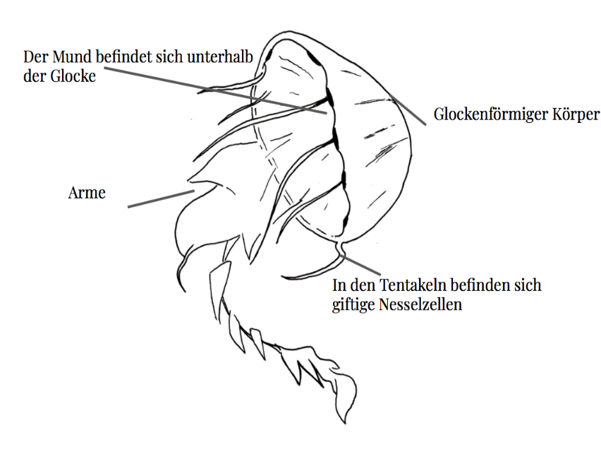 Die Qualle