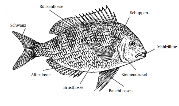 Der Fisch