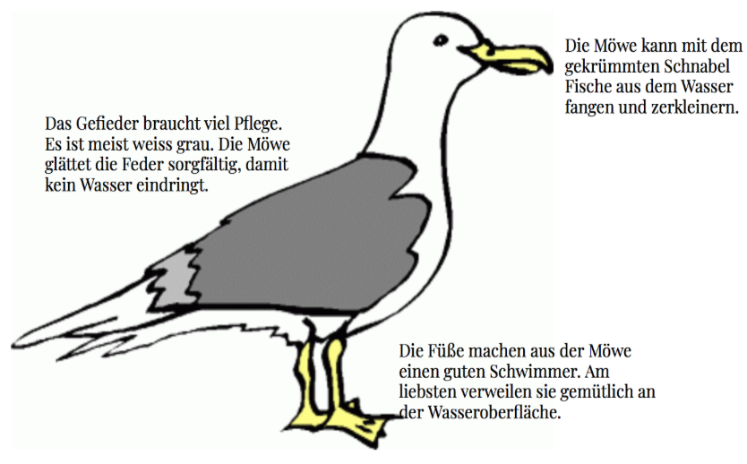 Die Möwe